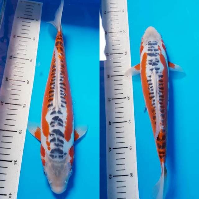 SHUSUI SQ 36cm OB NOLL