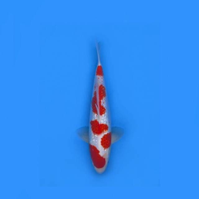 A3- KOHAKU GINRIN HQ