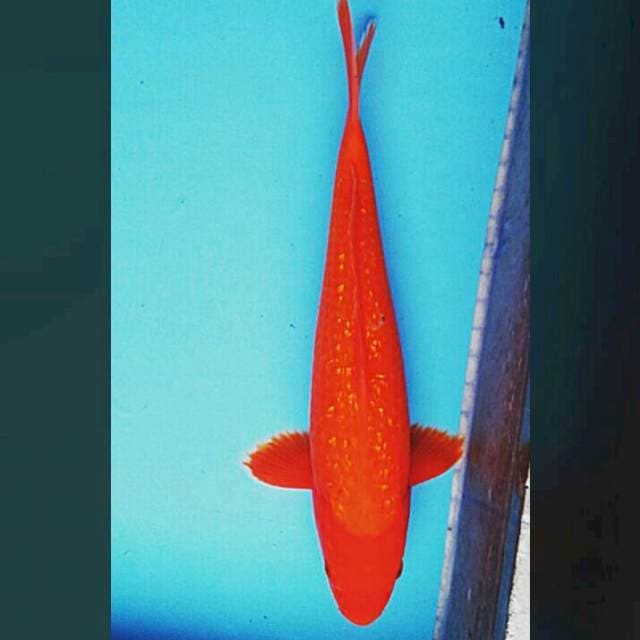 Benigoi ginrin 34cm male