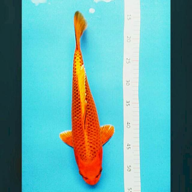 Matsuba clean josss 34cm male