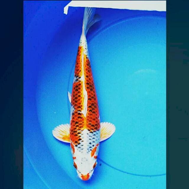 Kujaku josss 36cm male