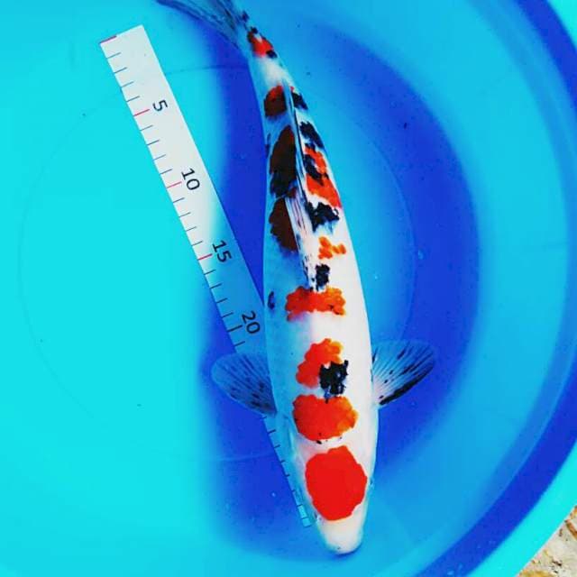 Maruten sanke strong 38cm male