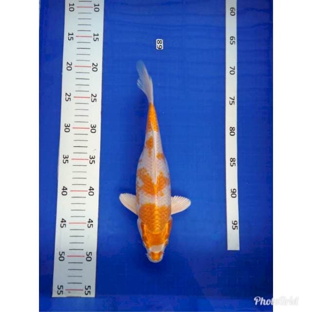 Hariwake
