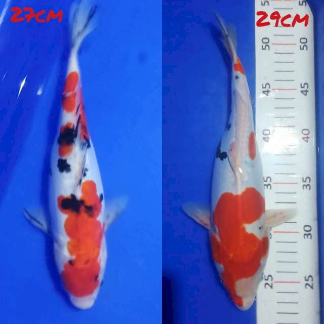 Sanke siip 27&29cm (yang satu hamil muda)