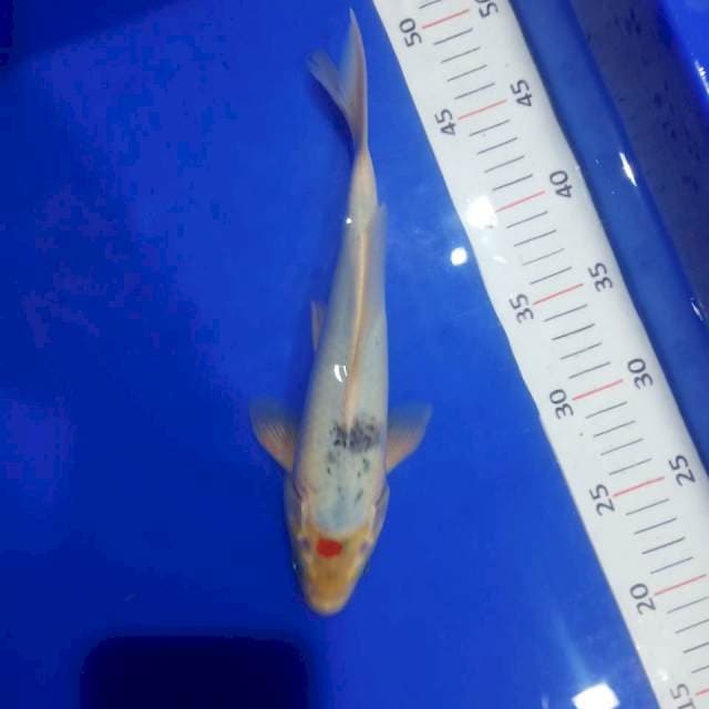Tancho sanke tategoi 26cm siip