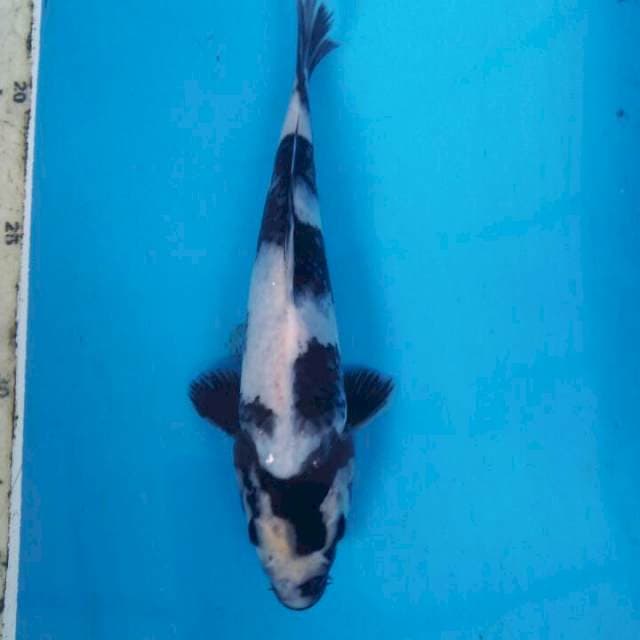 20 cm shiro hitam tebel