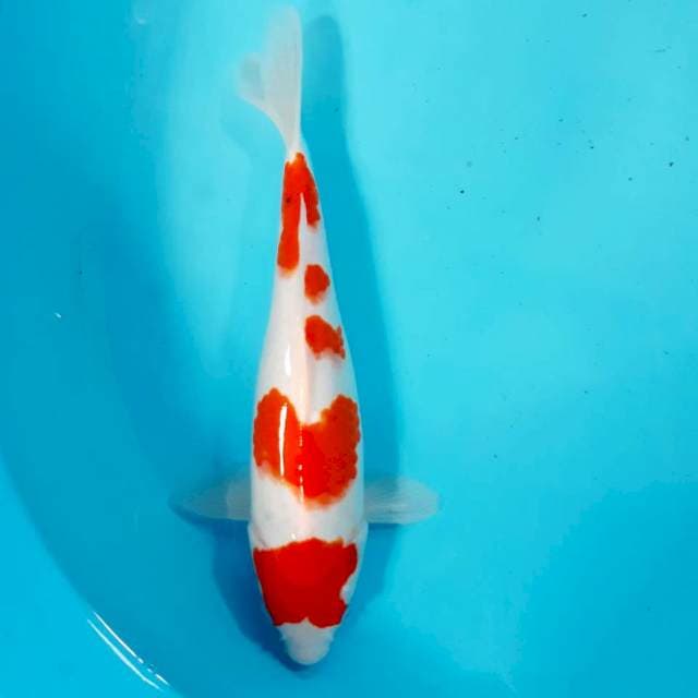 Kohaku strong 32 cm fm