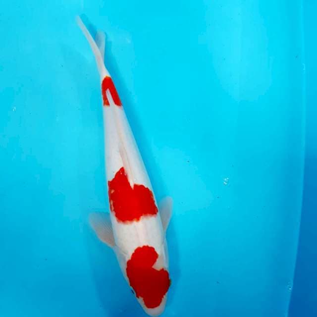 Kohaku male 34 strong