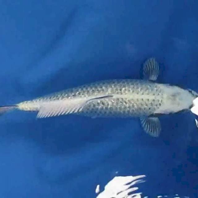 Mukasi30cm