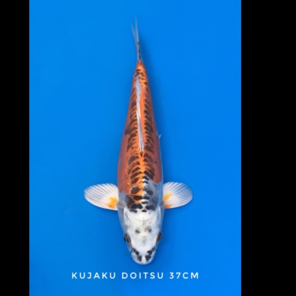 kujaku doitsu 37cm sertifikat