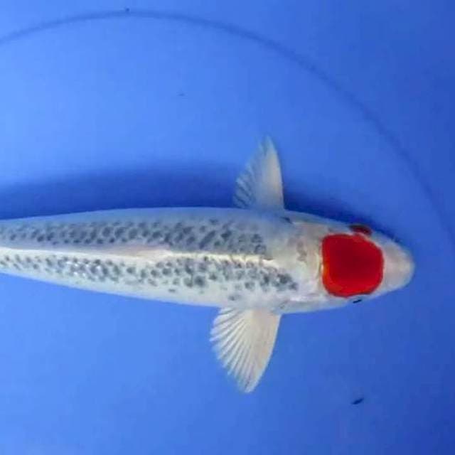 Tanco kujaku32cm