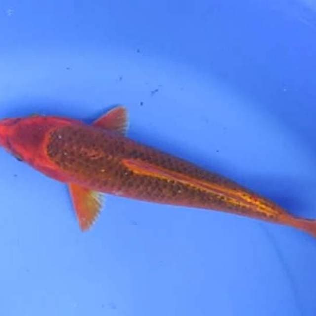 Matsuba30cm