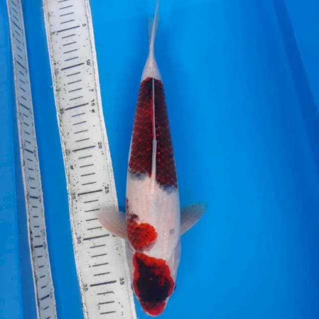 Goromo 37cm