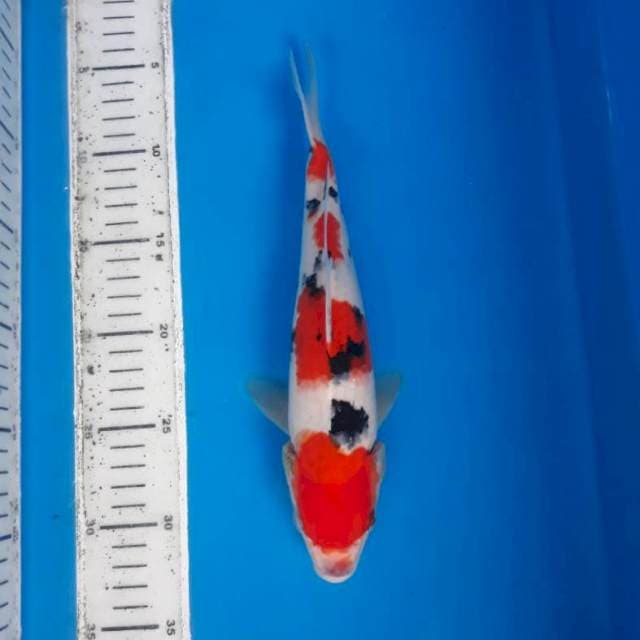 Sanke 28cm