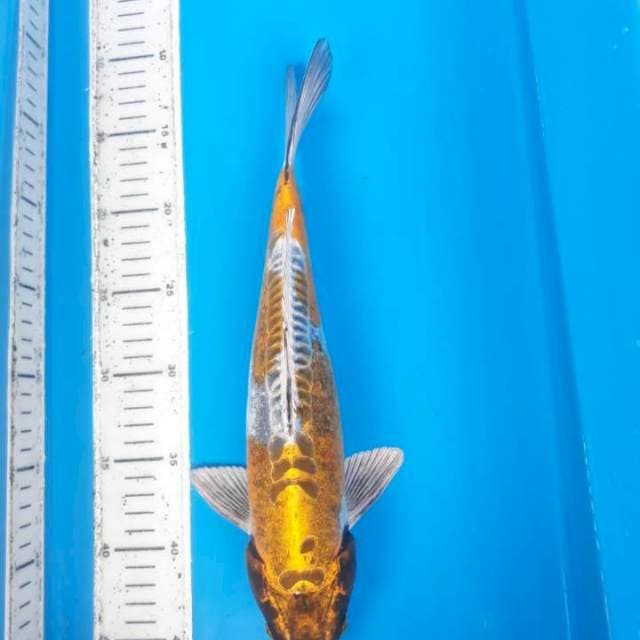 Kikko 35cm