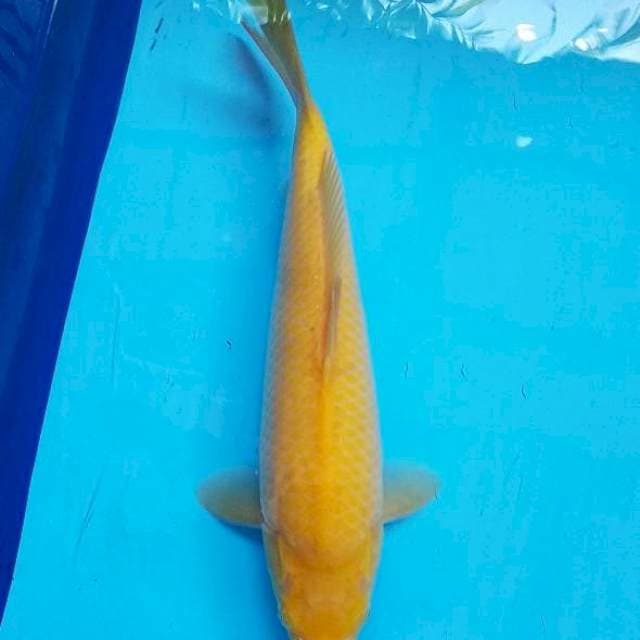 Karashi Mripat Kuning 35 cm