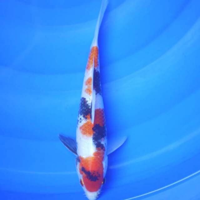 Classic Showa 27cm