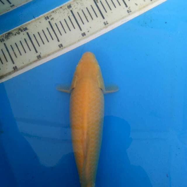 f1 konishi karashi red eye