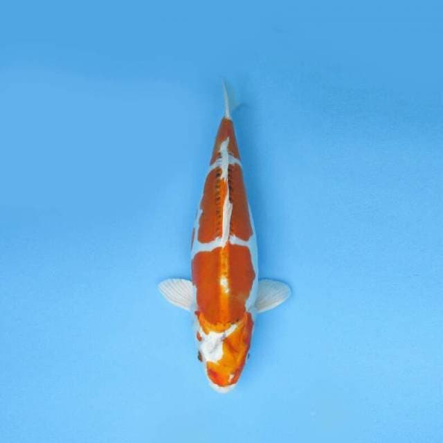 HARIWAKE DOITSU 39 CM