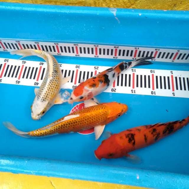 Mix Koi Cantik