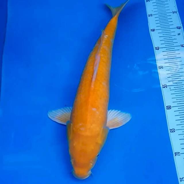 45cm || KARASI
