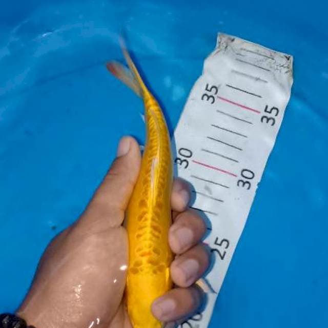 Kuning cantik