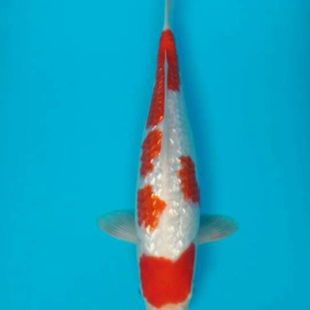 Kohaku gindrin