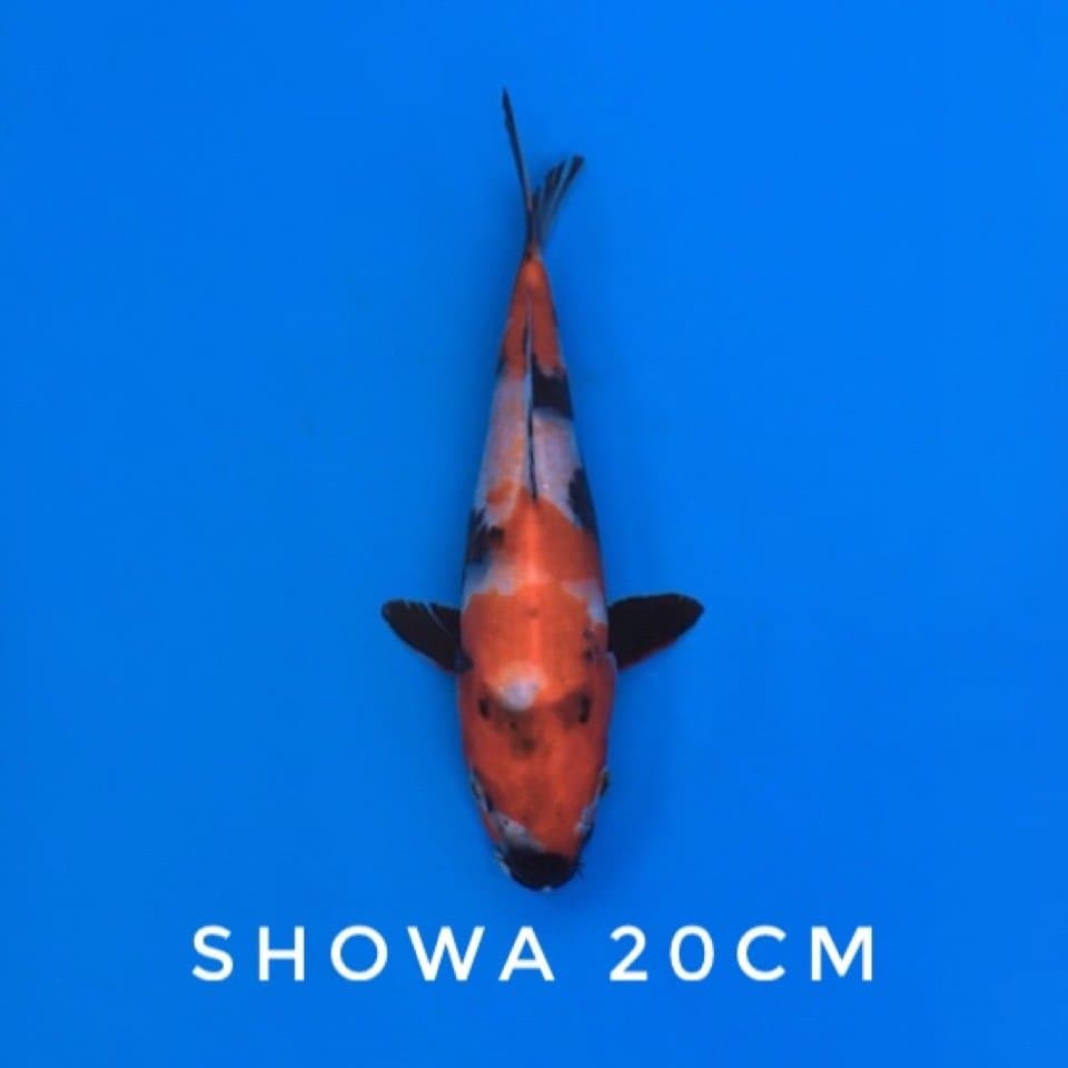 showa 20cm