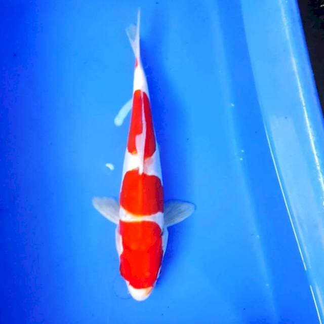 Kohaku Doitsu
