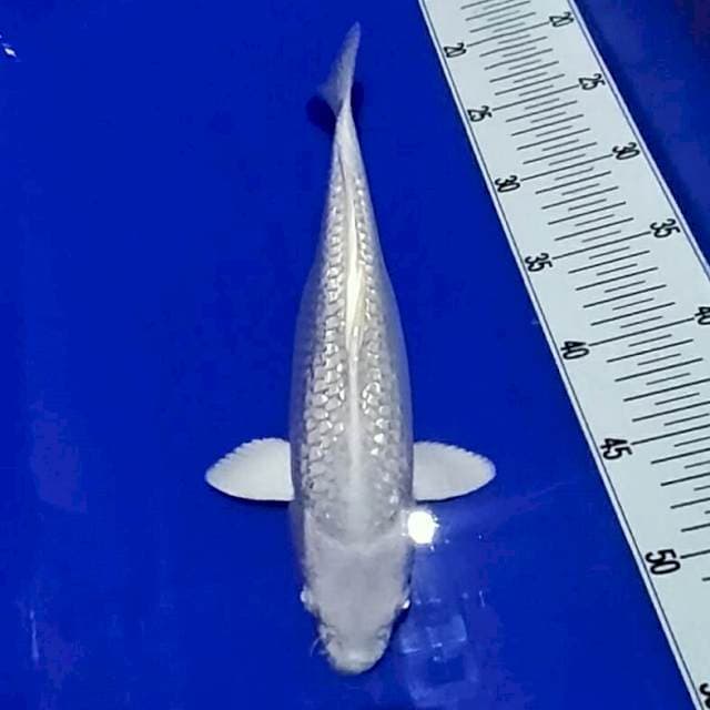 Platinum jos 30 cm