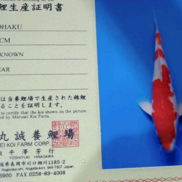 Kohaku import bulky mrusei