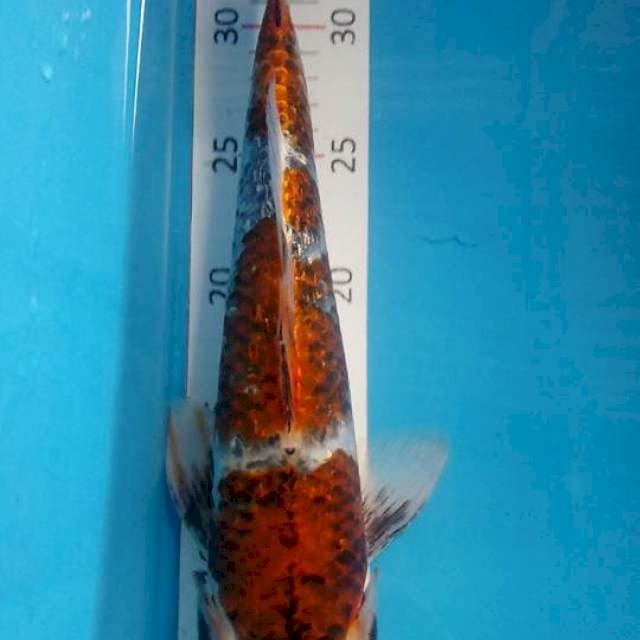 Koromo ginrind
