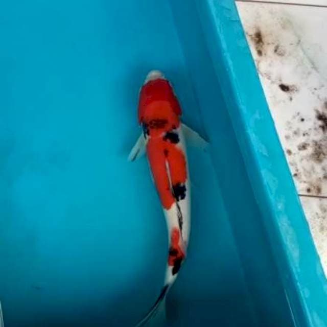 Sanke male 30cm up