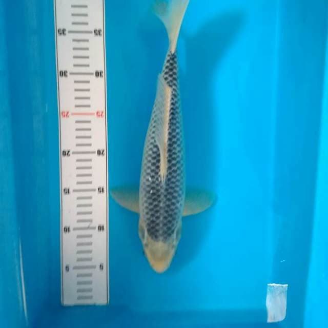Asagi net rapi 35 cm