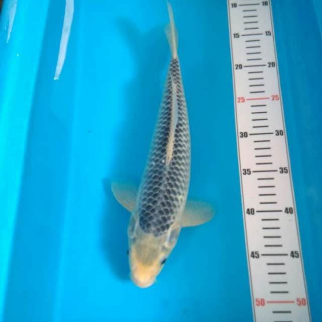 Asagi net rapi 35 cm