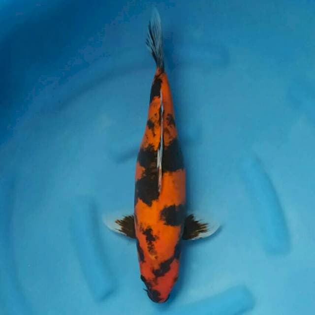 Ogata Jumbo Female Hi Showa