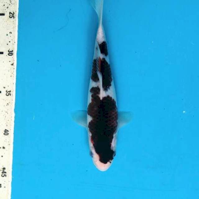 Budo goromo 21cm