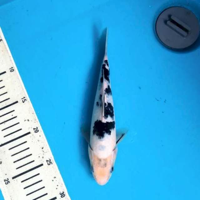 Bekko 23cm