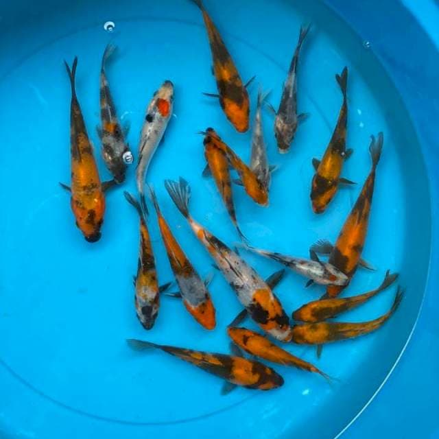 Paket Mix Tosai