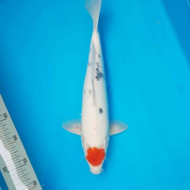 Tancho Sanke 40BU Male