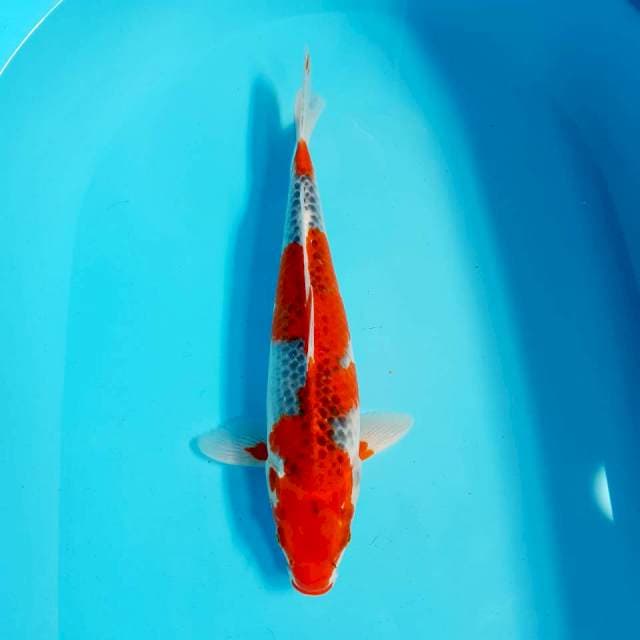Ghosiki 35 cm strong