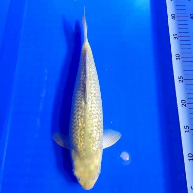 Midori gindrin 34 cm