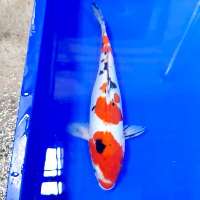 Sanke doitsu 32 cm