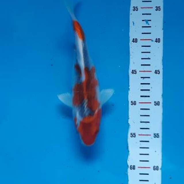 Goshiki 26cm net rapi