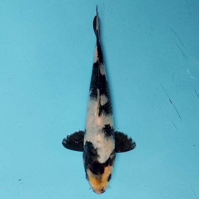 SHIRO 27 CM