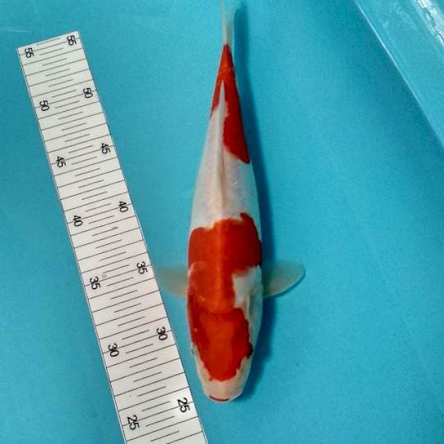 Kohaku doitsu 30cm