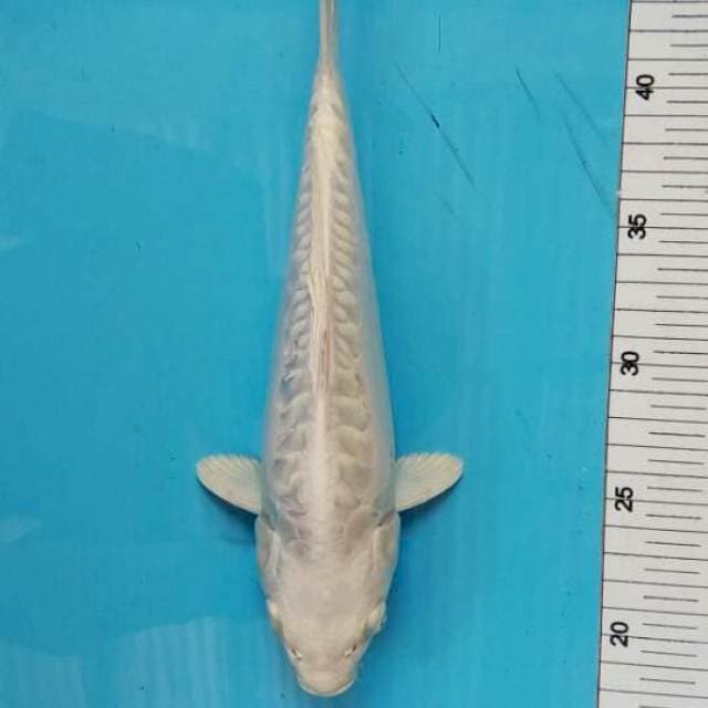 Platinum 26cm