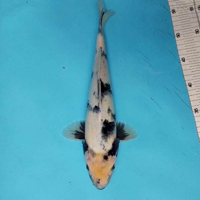 SHIRO 35 CM