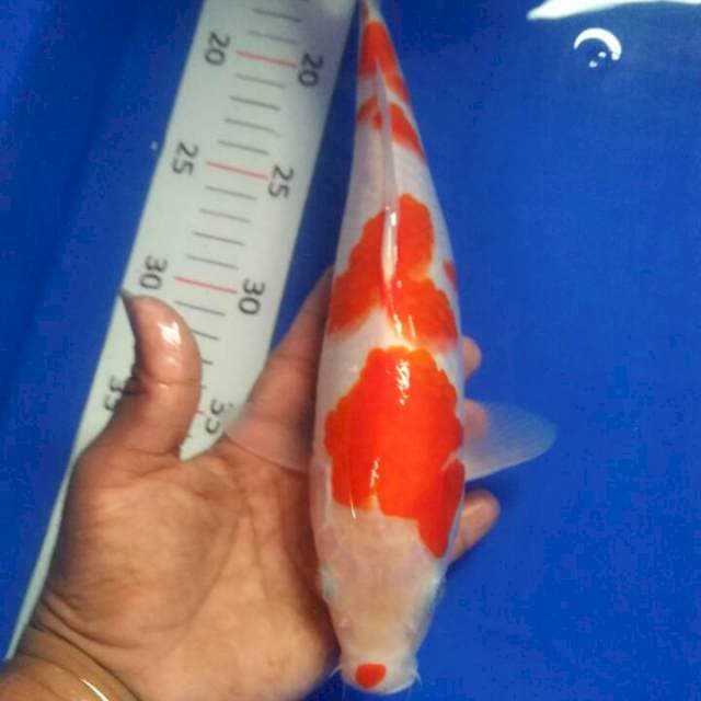30 cm merah darah