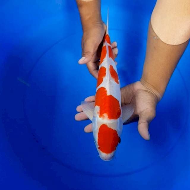 Kohaku doitsu 37 cm
